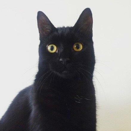 高冷可爱的黑猫头像丨总有人和我说 但没有人听我说