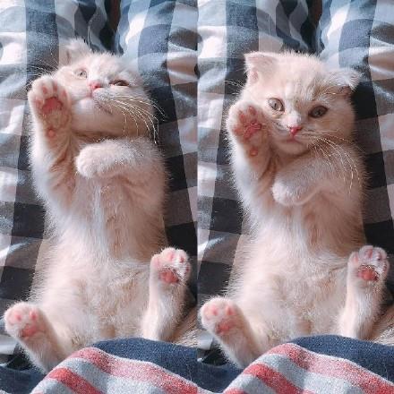 奶萌的小折耳猫头像大全丨所有烂情绪只有靠自己消化