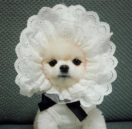可爱的小型犬微信最新头像大全
