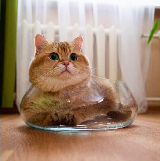 俄罗斯橘猫Hosico萌萌可爱头像图片大全