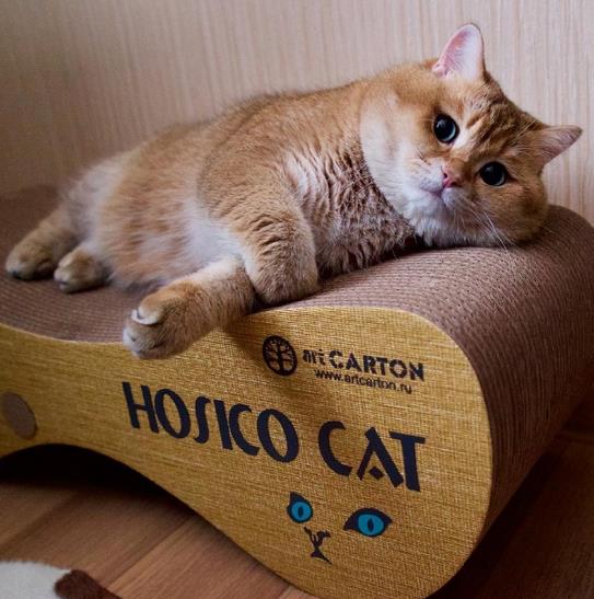 俄罗斯橘猫Hosico萌萌可爱头像图片大全