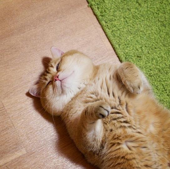 俄罗斯橘猫Hosico萌萌可爱头像图片大全