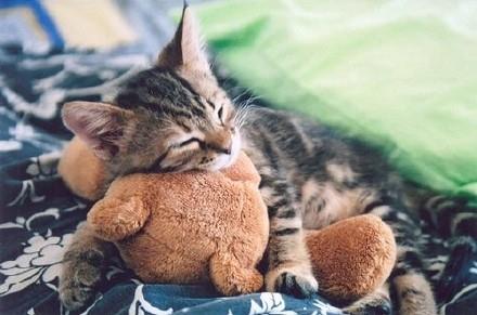 治愈系风格可爱小奶猫头像图片大全