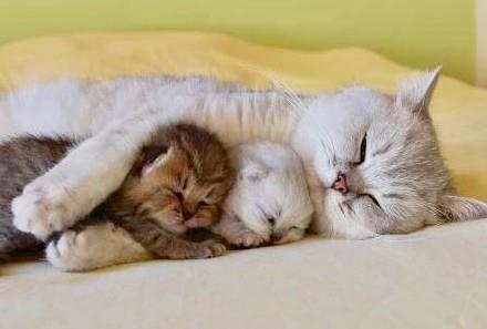 治愈系风格可爱小奶猫头像图片大全