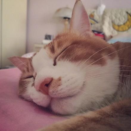 治愈系风格可爱小奶猫头像图片大全