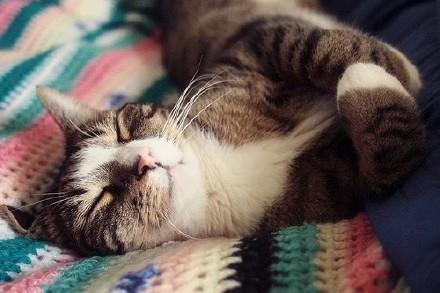 治愈系风格可爱小奶猫头像图片大全