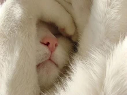 治愈系风格可爱小奶猫头像图片大全