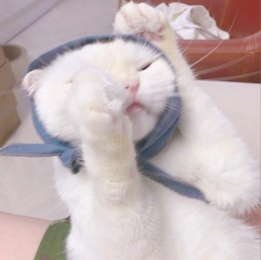 呆萌的可爱猫咪高清头像图片大全