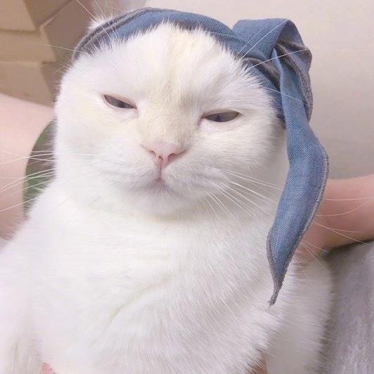 呆萌的可爱猫咪高清头像图片大全