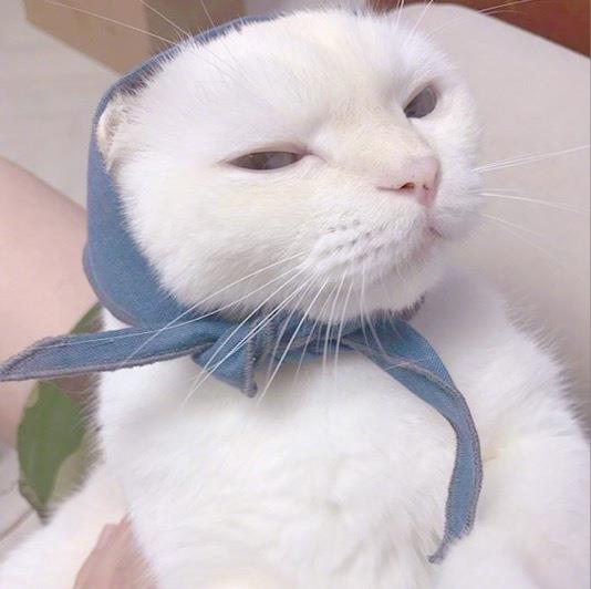 呆萌的可爱猫咪高清头像图片大全