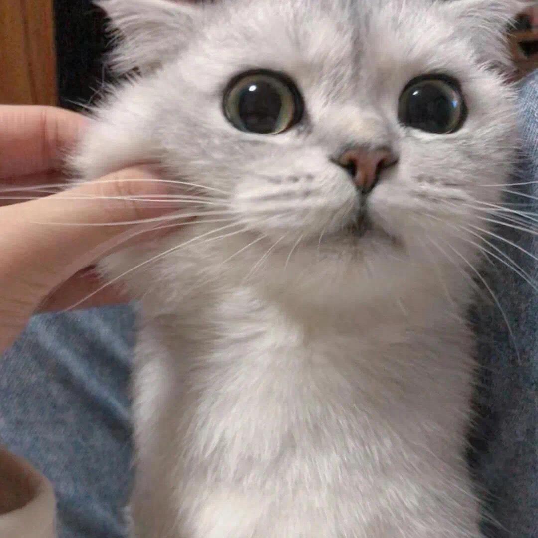 好漂亮的小猫咪可爱微信头像图片