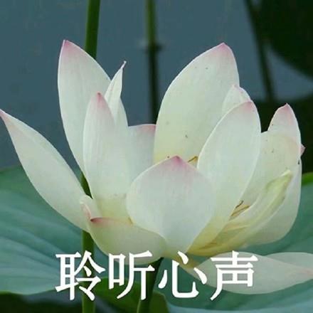 清新淡雅的花卉四字头像图片带字