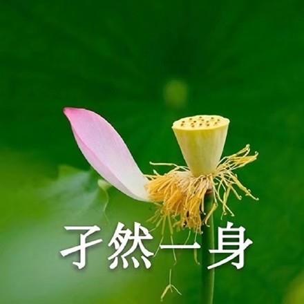 清新淡雅的花卉四字头像图片带字