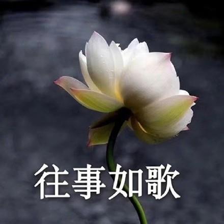 清新淡雅的花卉四字头像图片带字