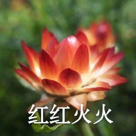 清新淡雅的花卉四字头像图片带字