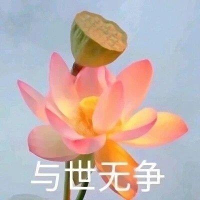 清新淡雅的花卉四字头像图片带字