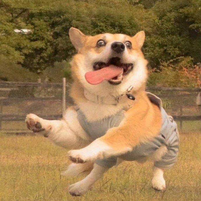 沙雕又可爱的猫咪狗狗头像超萌的