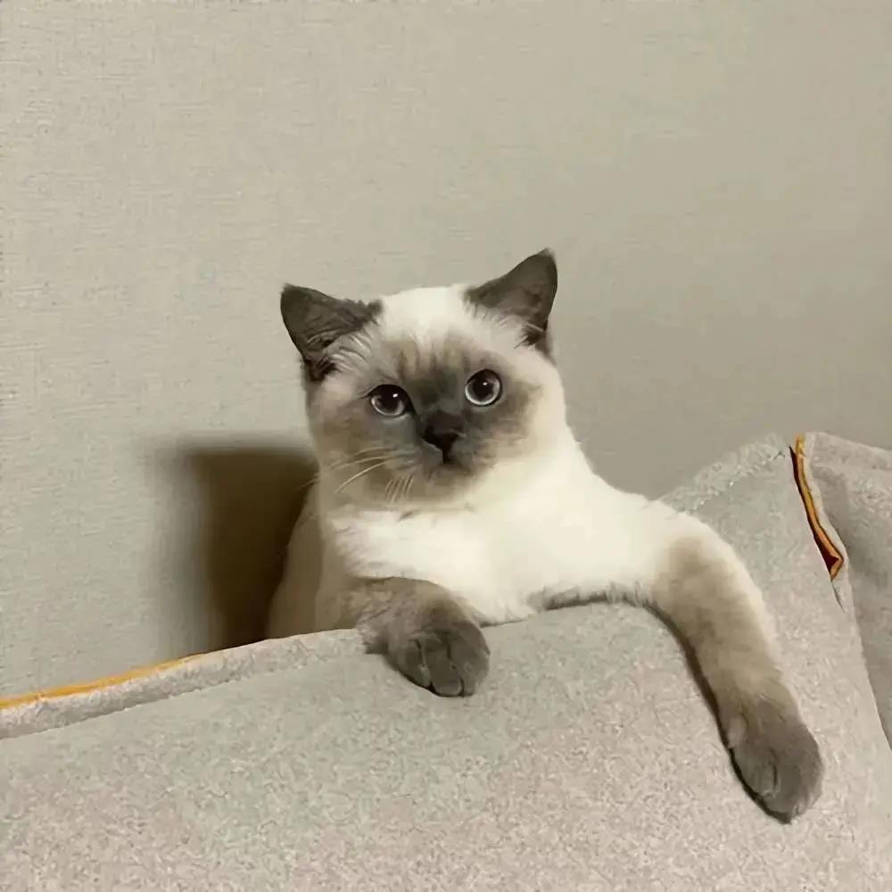 沙雕又可爱的猫咪狗狗头像超萌的