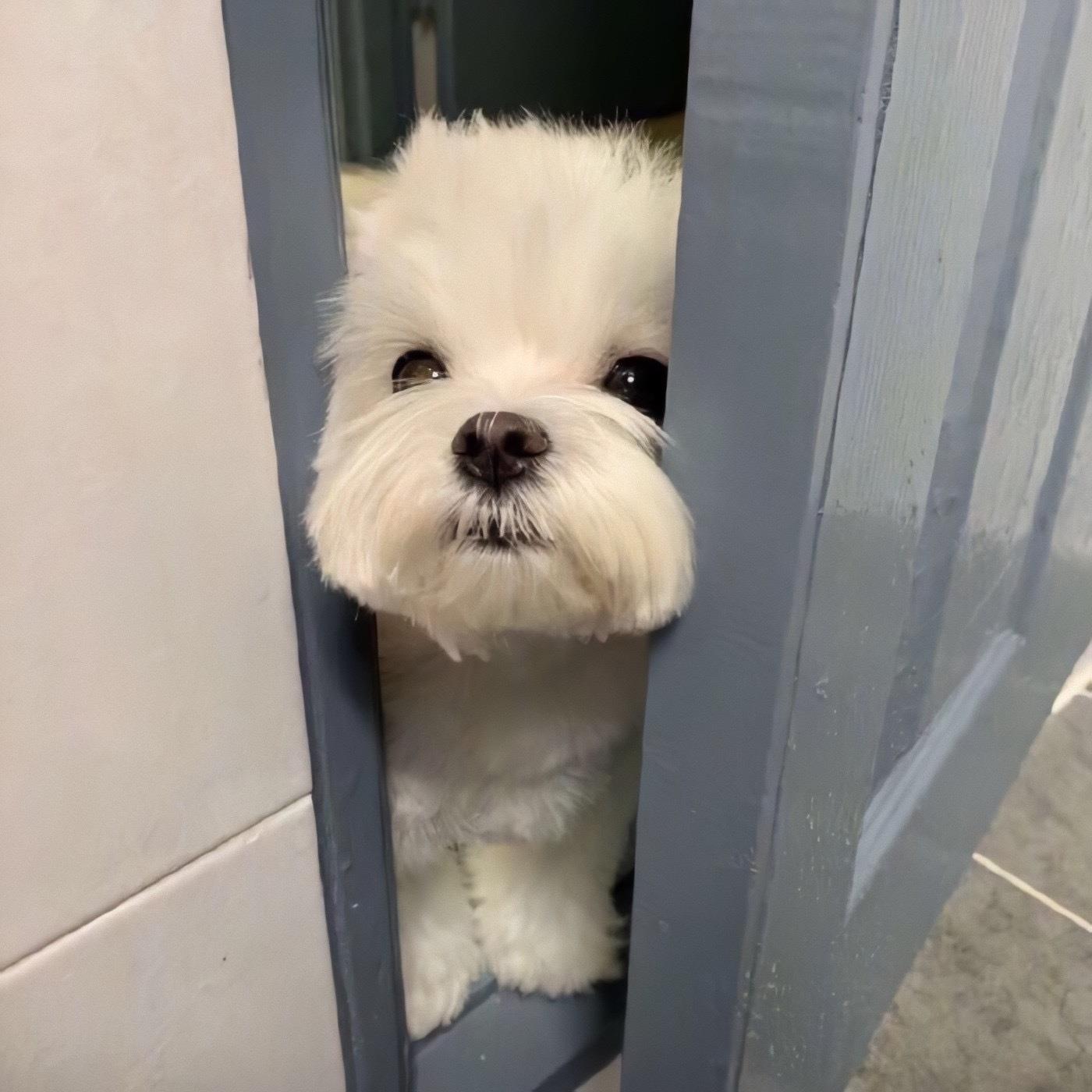 沙雕又可爱的猫咪狗狗头像超萌的