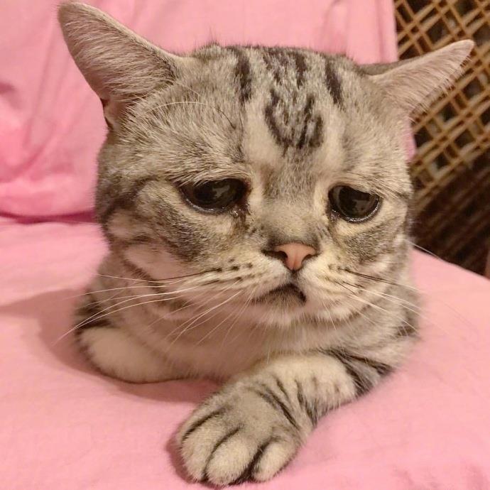 委屈巴巴好可爱的小猫头像图片|一只自带悲伤buff的小猫咪
