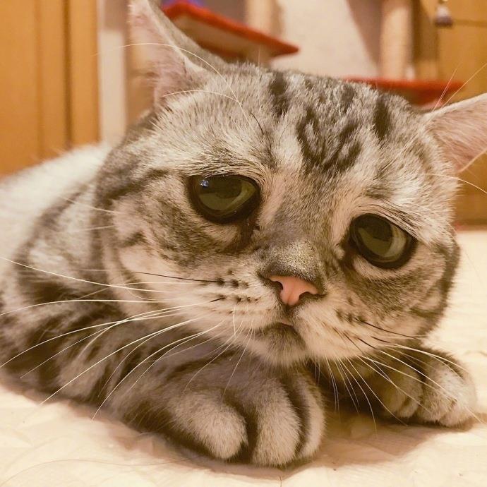 委屈巴巴好可爱的小猫头像图片|一只自带悲伤buff的小猫咪