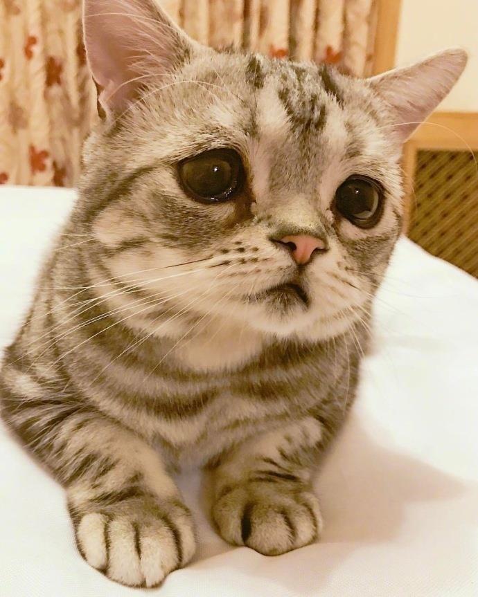 委屈巴巴好可爱的小猫头像图片|一只自带悲伤buff的小猫咪