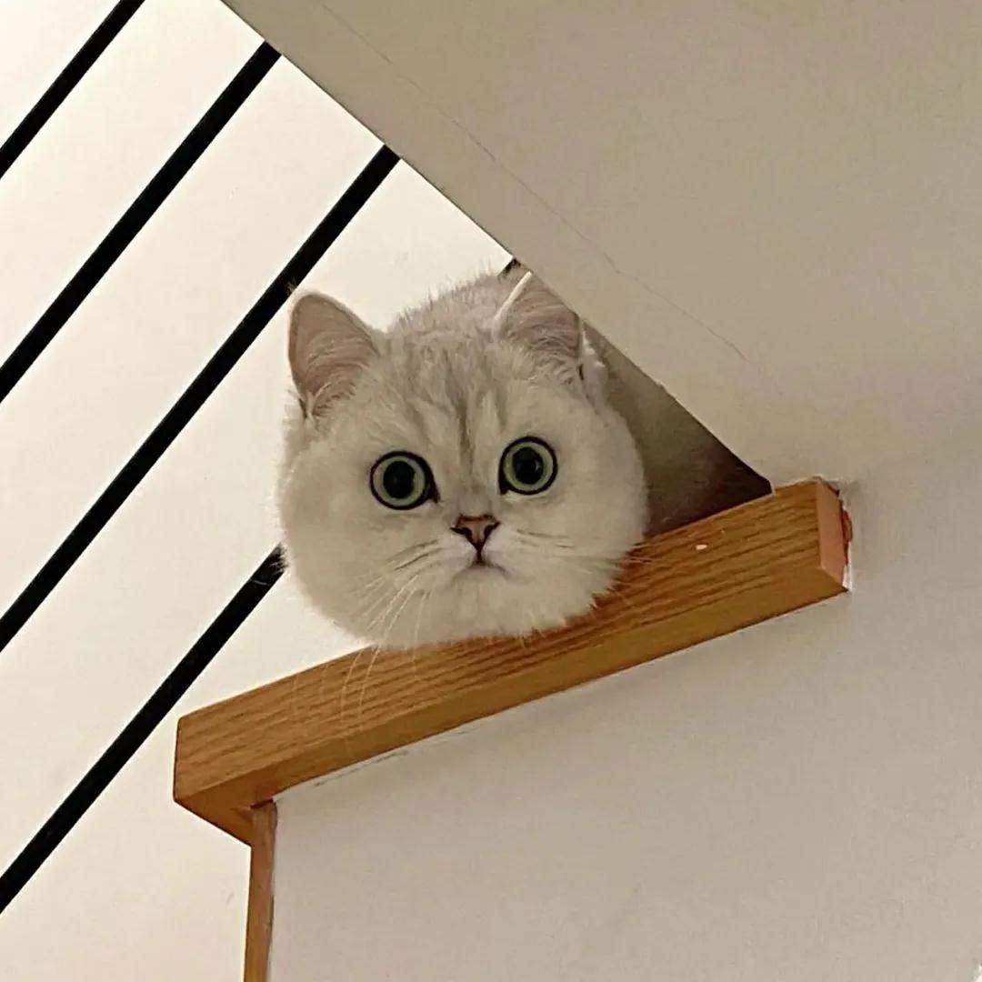小动物图片头像|傲娇可爱的猫咪专场