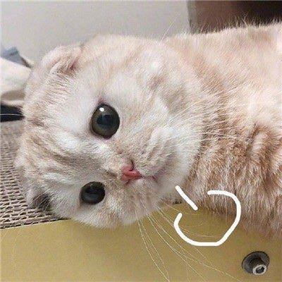 超萌可爱图片头像|生活不易，小动物叹气
