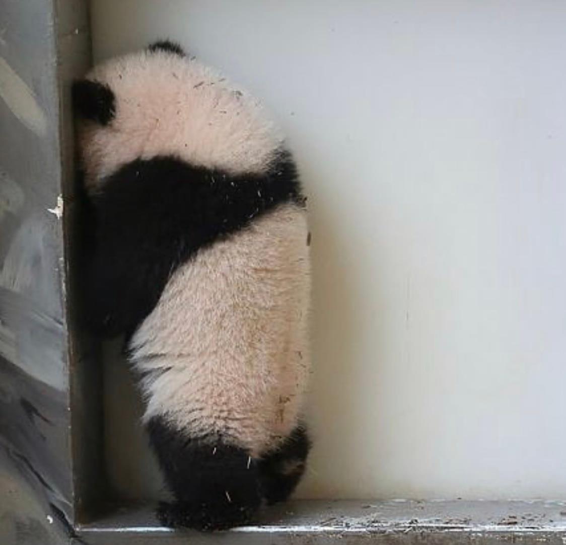 超萌可爱图片头像|圆滚滚的熊猫背影
