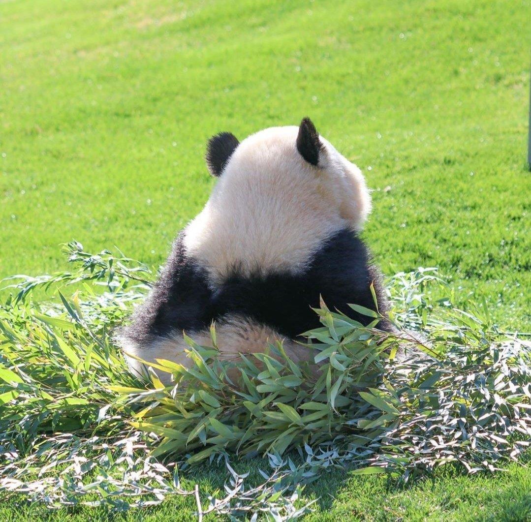 超萌可爱图片头像|圆滚滚的熊猫背影