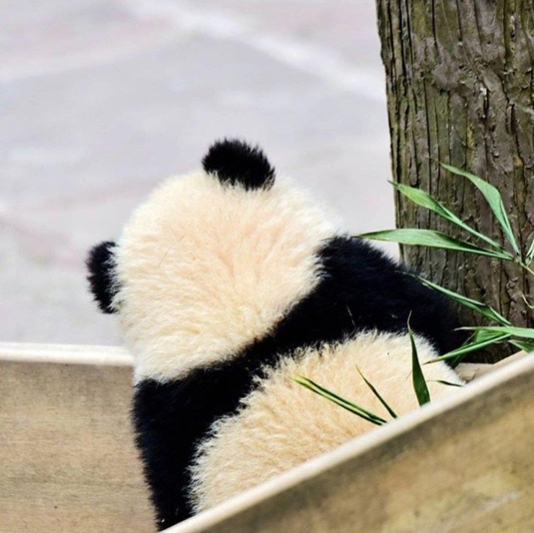 超萌可爱图片头像|圆滚滚的熊猫背影