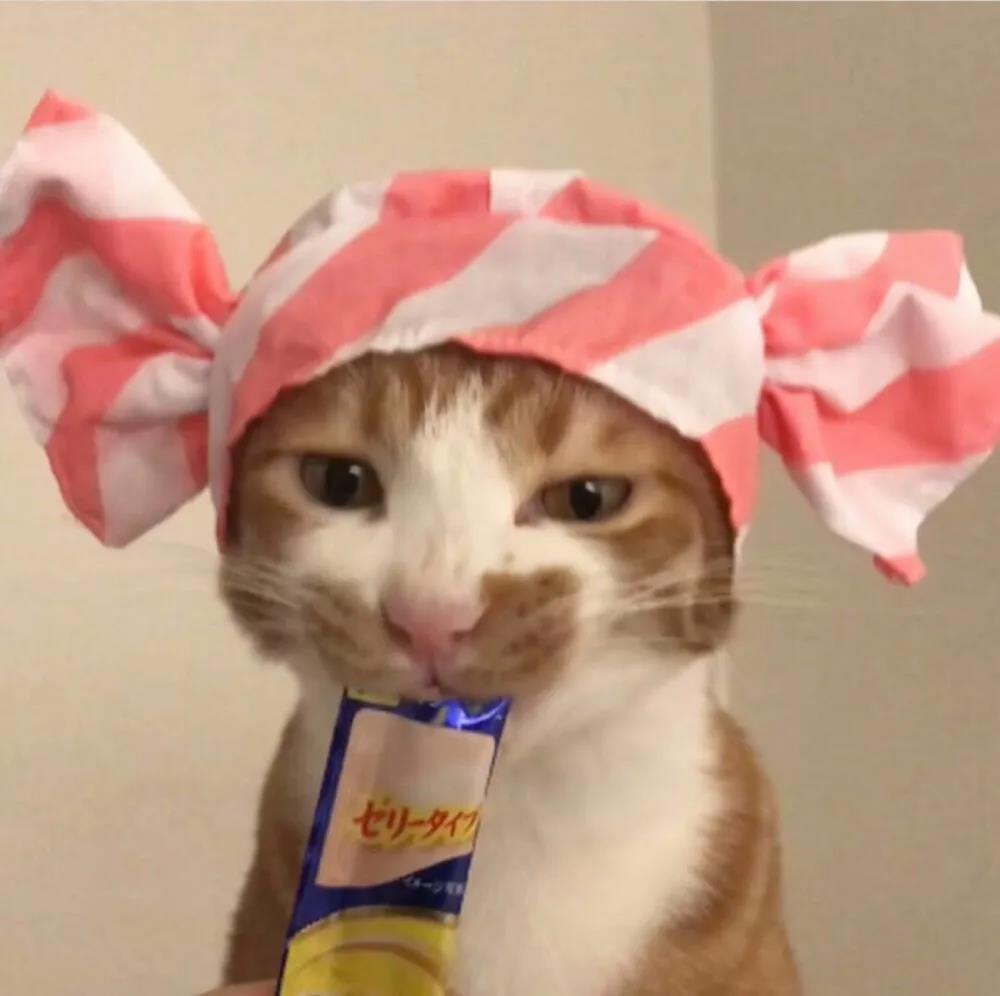 适合做头像的动物图片，沙雕又可爱