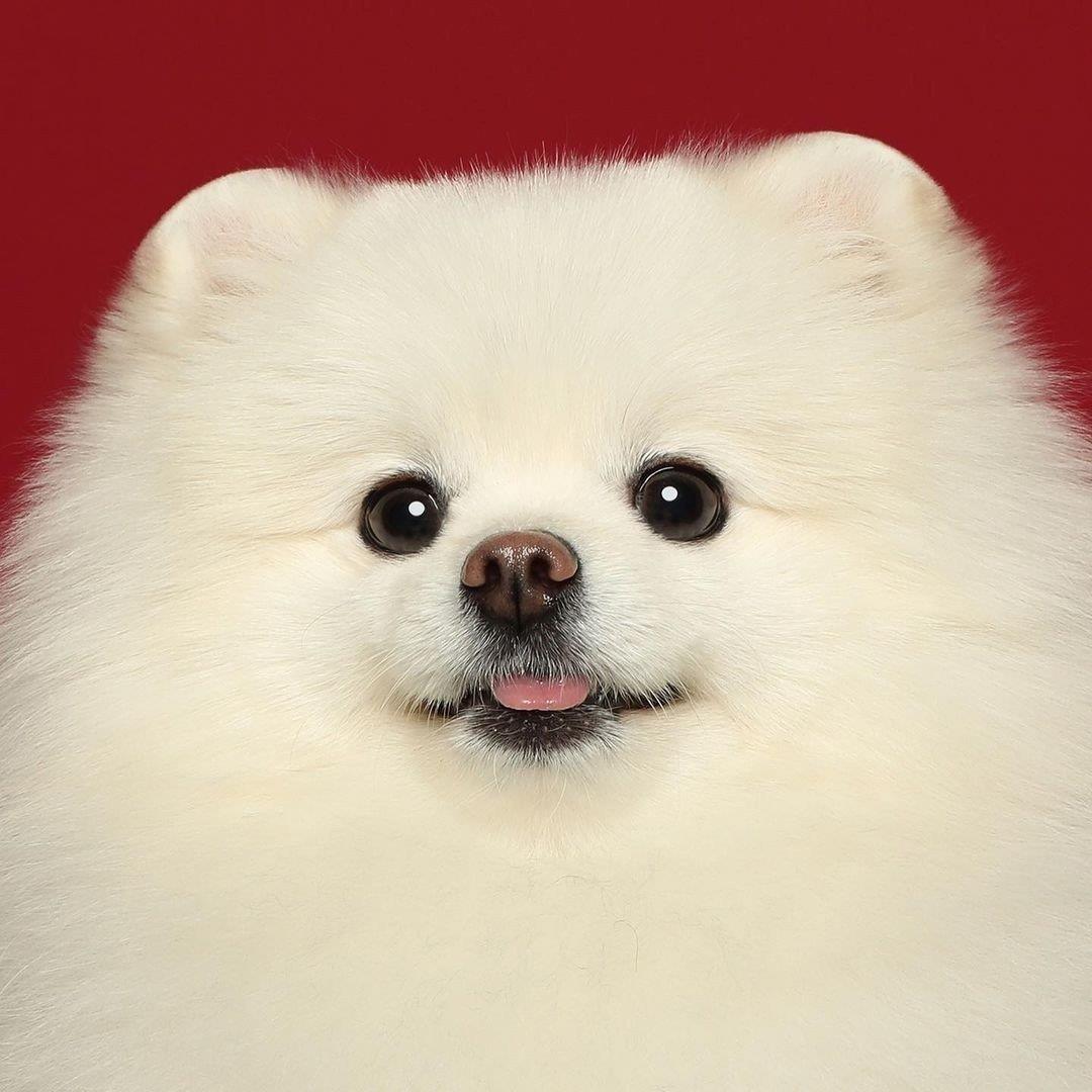狗的图片头像背景|漂亮又可爱的白色狗狗