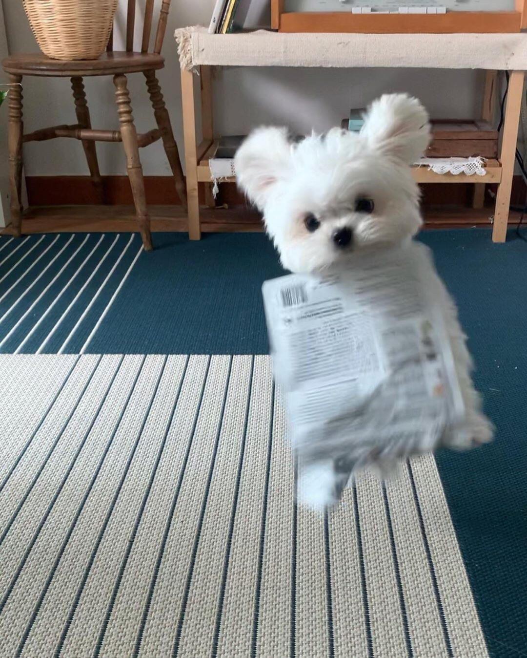 狗的图片头像背景|奔向你的可爱宠物小狗