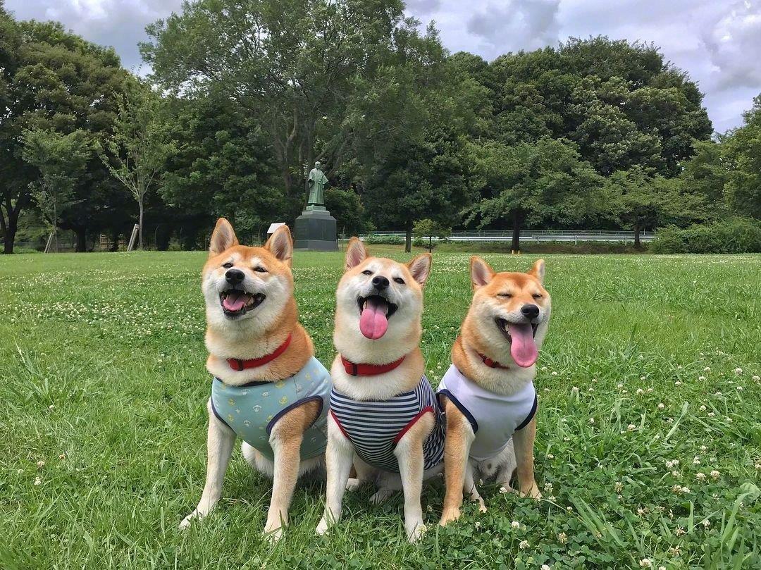 狗的图片头像背景|柴犬三兄弟户外可爱合影
