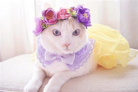 2021抖音精选可爱猫咪头戴花圈的头像图片|希望合适和喜欢能撞个满怀