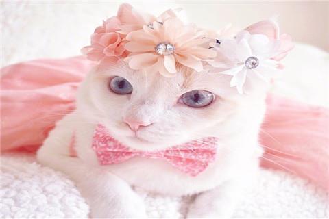2021抖音精选可爱猫咪头戴花圈的头像图片|希望合适和喜欢能撞个满怀