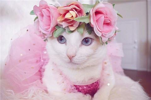 2021抖音精选可爱猫咪头戴花圈的头像图片|希望合适和喜欢能撞个满怀