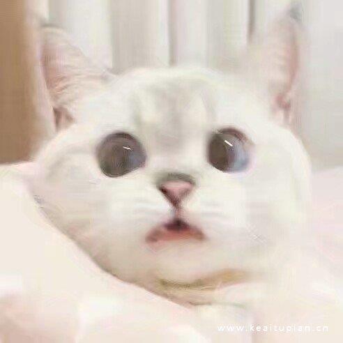猫咪的图片头像|奶凶奶凶的喵星人也可爱