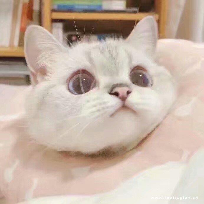 猫咪的图片头像|奶凶奶凶的喵星人也可爱