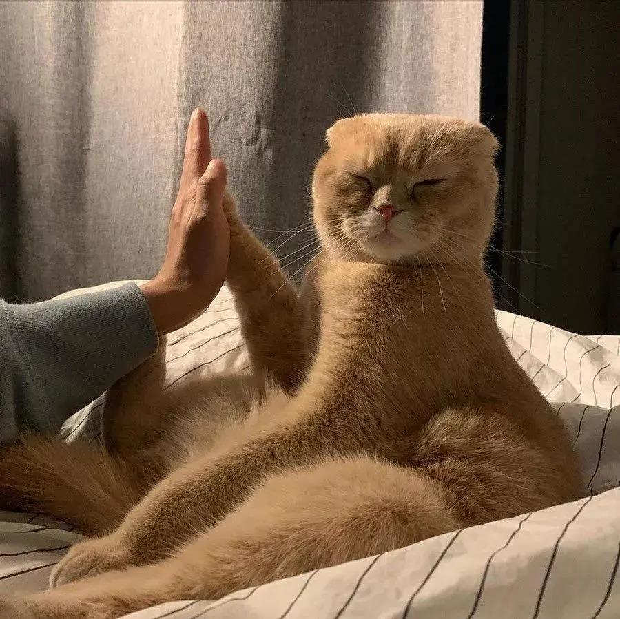 猫咪的图片头像|沙雕喵咪今日营业