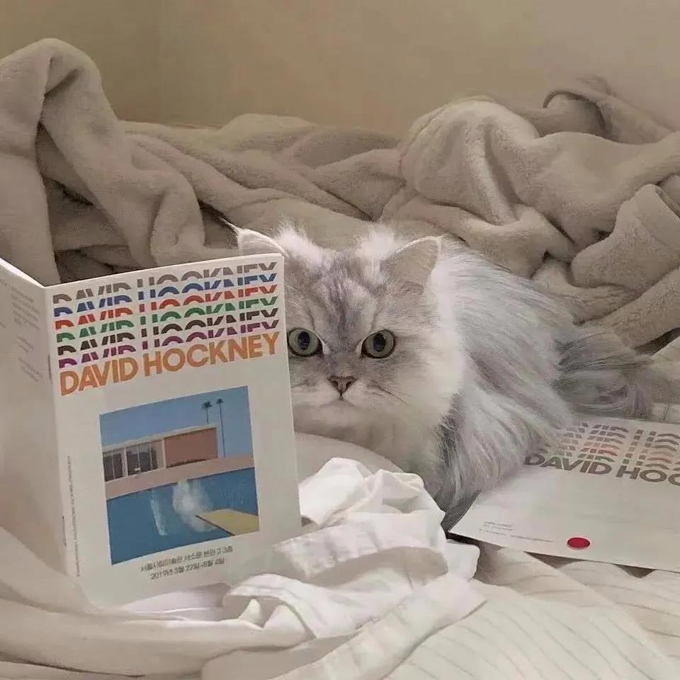 猫咪的图片头像|沙雕喵咪今日营业