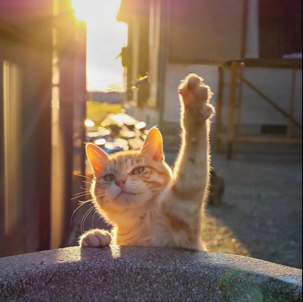 猫咪的图片头像|沙雕喵咪今日营业