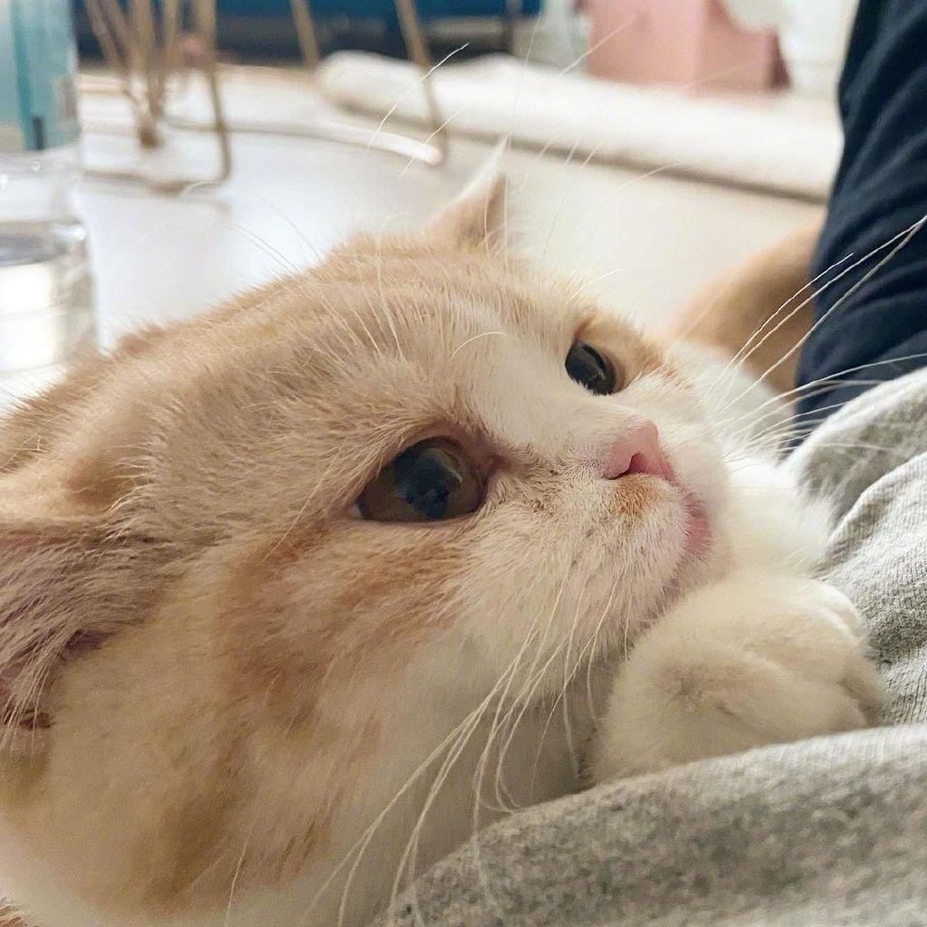 猫咪的图片头像|慵懒的喵星人