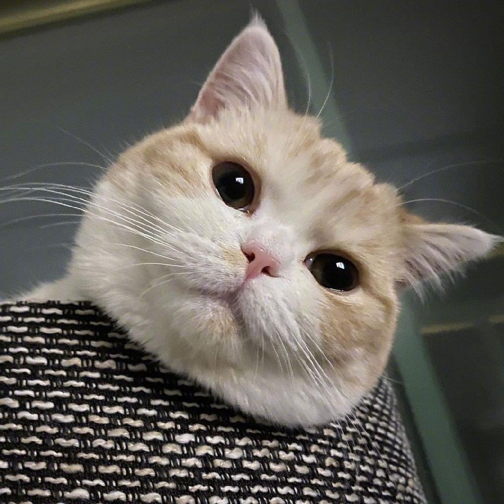 猫咪的图片头像|慵懒的喵星人