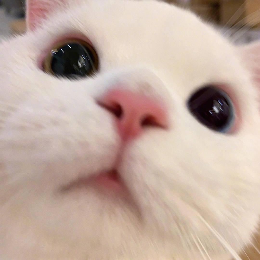 猫咪的图片头像|近距离可爱暴击