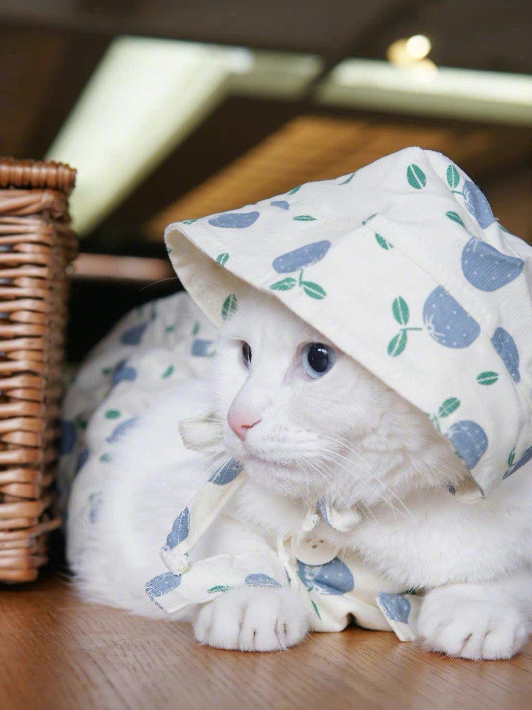 好看的图片头像|猫咪中的高颜值白猫