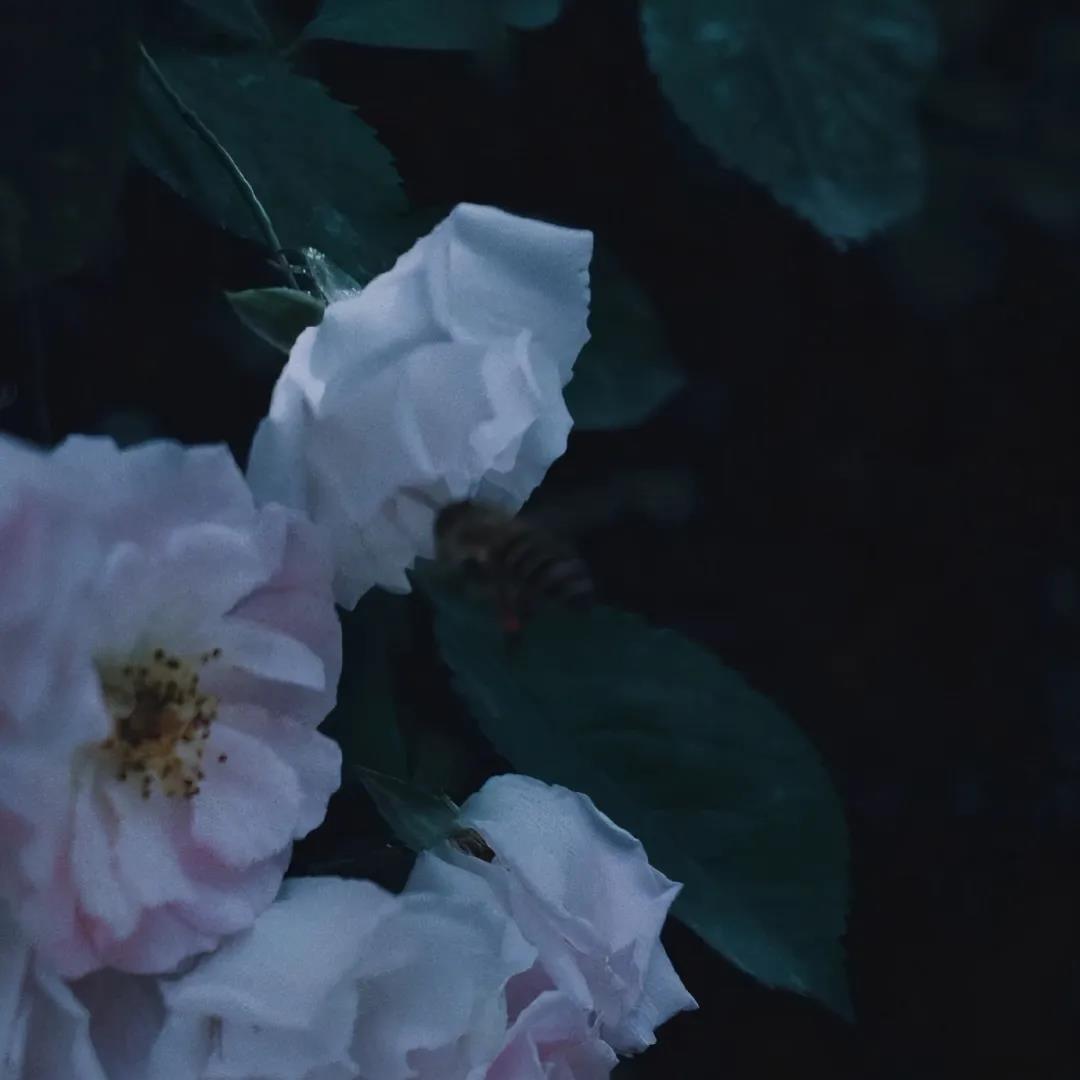 唯美微信头像图片|送给八月的花卉请查收