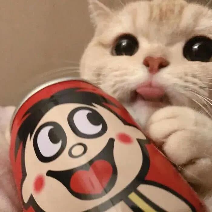 最适合当做微信头像的可爱动物情头