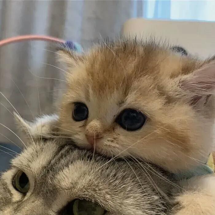 最适合当做微信头像的可爱动物情头